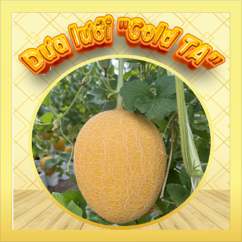 DƯA LƯỚI "GOLD TA"