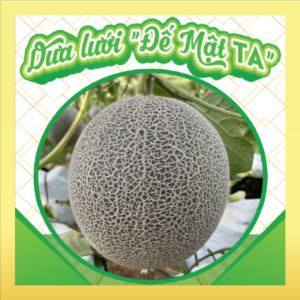 DƯA LƯỚI "ĐẾ MẬT TA"